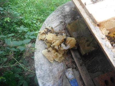 Getting A Top Bar Hive Ready For Winter Image